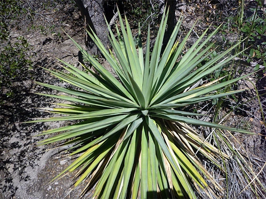 Yucca Liquid: Harnessing Nature's Gift for Sensitive Skin